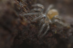 Antrodiaetus pacificus