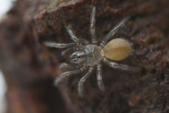 Antrodiaetus pacificus
