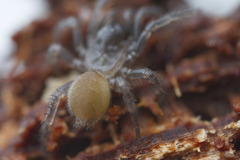 Antrodiaetus pacificus