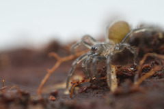 Antrodiaetus pacificus