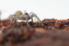 Antrodiaetus pacificus