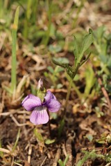 Viola dissecta