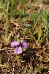 Viola dissecta