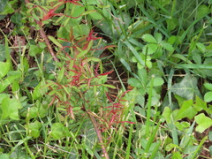 Phyllocoptes fructiphilus