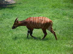 Tragelaphus eurycerus isaaci