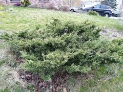 Juniperus procumbens