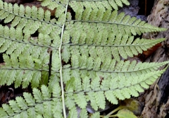 Dryopteris campyloptera
