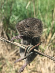 Microtus ochrogaster