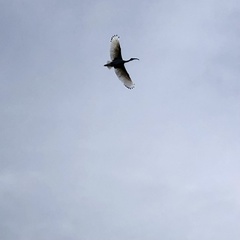 Threskiornis molucca