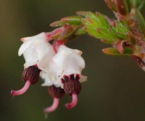 Image of Threehead Heath (Erica triceps) by (c) Nicola van Berkel, some rights reserved (CC BY-SA)