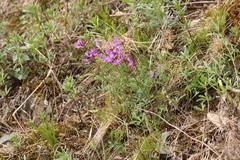 Astragalus ceratoides