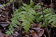 Dryopteris campyloptera