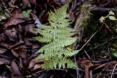 Dryopteris campyloptera