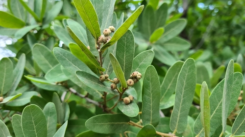 Quercus porphyrogenita