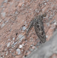 Callibaetis ferrugineus ferrugineus