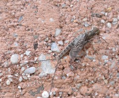 Callibaetis ferrugineus ferrugineus