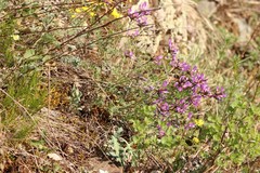 Astragalus ceratoides