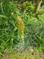 Asphodeline