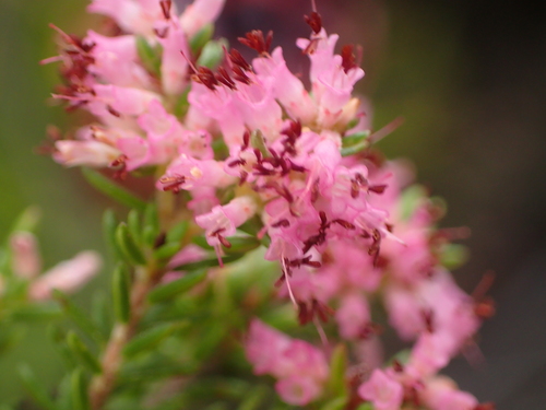 Image of Over Heath (Erica uberiflora) by (c) Nicola van Berkel, some rights reserved (CC BY-SA)