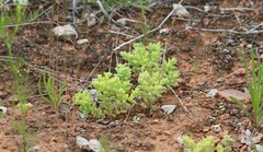 Sedum nuttallii
