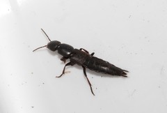 Pseudocypus