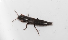 Pseudocypus