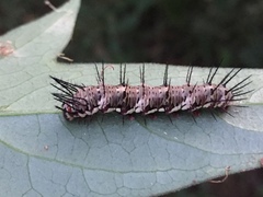 Dryas iulia alcionea