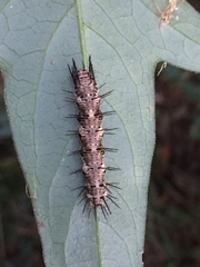 Dryas iulia alcionea