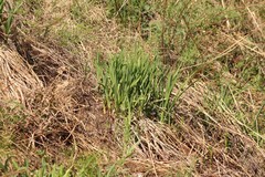 Hemerocallis minor