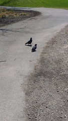 Columba livia domestica