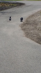 Columba livia domestica