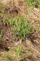 Hemerocallis minor