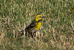 Setophaga townsendi × occidentalis