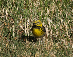 Setophaga townsendi × occidentalis