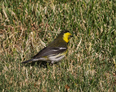 Setophaga townsendi × occidentalis