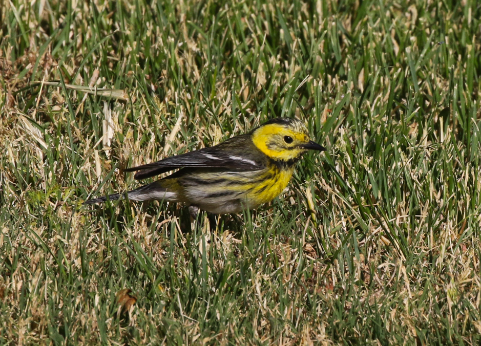 Townsend's × Hermit Warbler