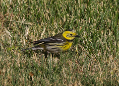 Setophaga townsendi × occidentalis