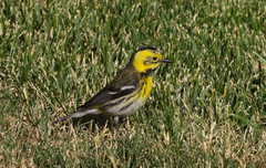 Setophaga townsendi × occidentalis