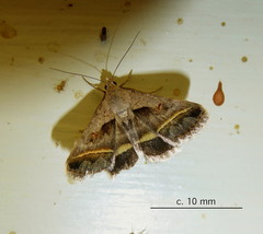 Acantholipes trimeni