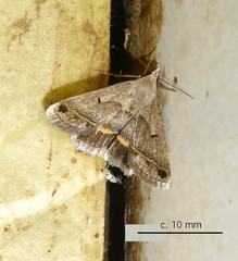 Acantholipes trimeni