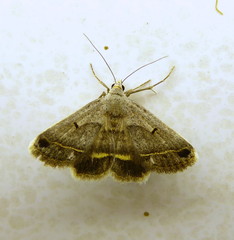 Acantholipes trimeni