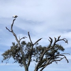 Threskiornis molucca