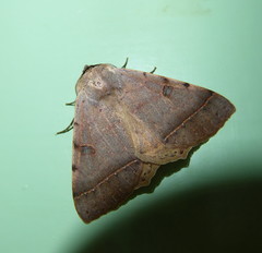 Ctenusa pallida