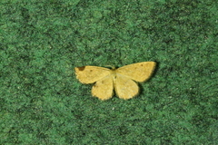 Idaea rufaria
