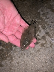 Citharichthys spilopterus