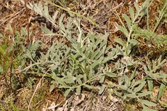 Psephellus sibiricus