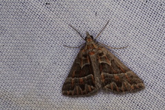 Dichromodes poecilotis