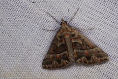 Dichromodes poecilotis