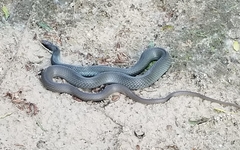 Coluber constrictor latrunculus