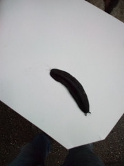 Belocaulus angustipes